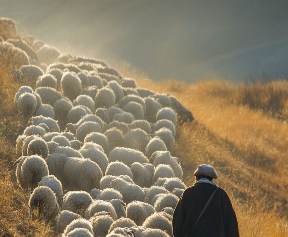 De kracht van de stilte en de levenslessen van een herder